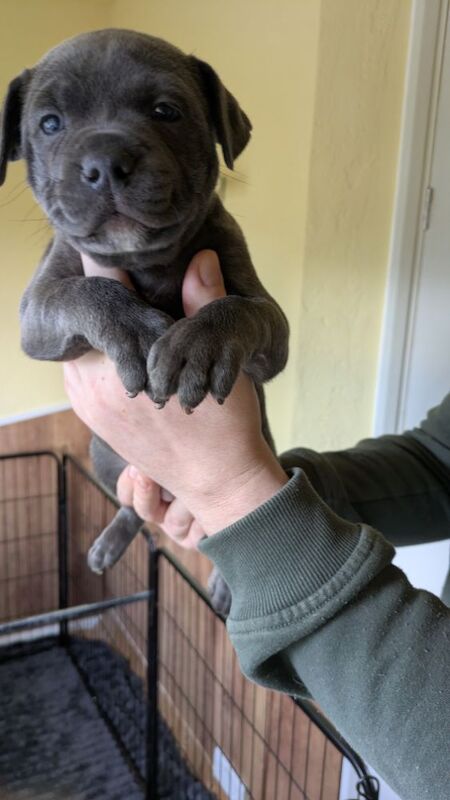 Blue brindle Staffordshire puppy for sale in Wolverhampton, West Midlands - Image 13