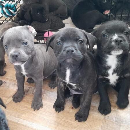 Beautiful Staffy Cross Puppies for sale in Melbourne, Derbyshire - Image 1