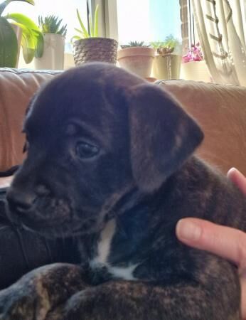 Beautiful Staffy Cross Puppies for sale in Melbourne, Derbyshire - Image 2