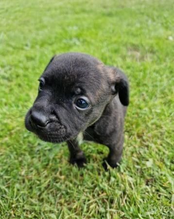 Beautiful Staffy Cross Puppies for sale in Melbourne, Derbyshire - Image 3