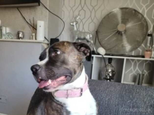 Beautiful staffy needing new home for sale in Cambridge, Cambridgeshire