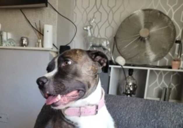 Beautiful staffy needing new home for sale in Cambridge, Cambridgeshire