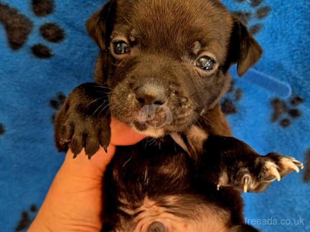 Beautiful staffy pups for sale in Bishop's Hull, Somerset