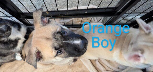 Belgian Malinois x Siberian Husky for sale in Chester, Cheshire - Image 1