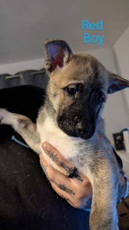 Belgian Malinois x Siberian Husky for sale in Chester, Cheshire - Image 3