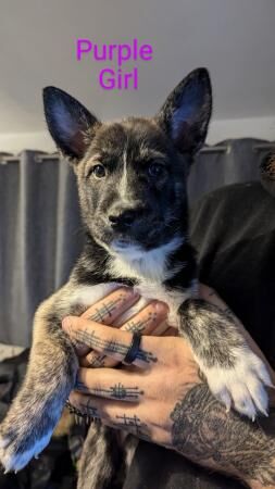 Belgian Malinois x Siberian Husky for sale in Chester, Cheshire - Image 4