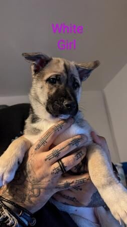 Belgian Malinois x Siberian Husky for sale in Chester, Cheshire - Image 5