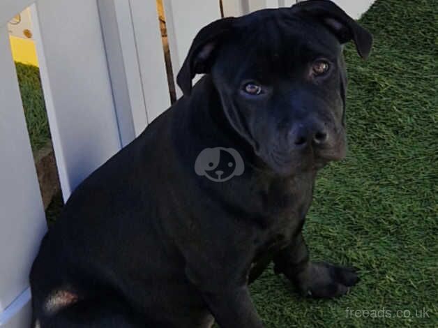 Black KC Reg Staffordshire Bull Terrier for sale in Rugby, Warwickshire - Image 1