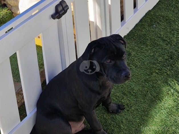 Black KC Reg Staffordshire Bull Terrier for sale in Rugby, Warwickshire - Image 2