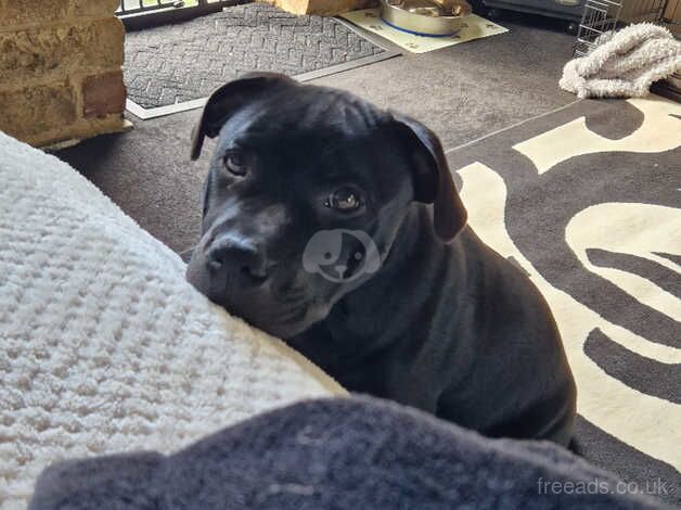 Black KC Reg Staffordshire Bull Terrier for sale in Rugby, Warwickshire - Image 4