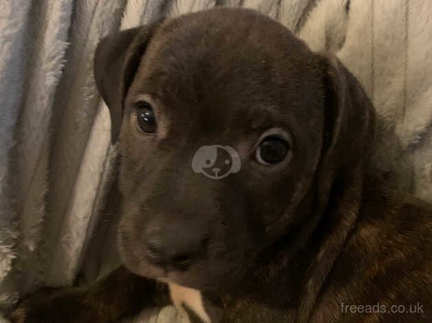 Black staffy puppy for sale in Leyland, Lancashire - Image 1