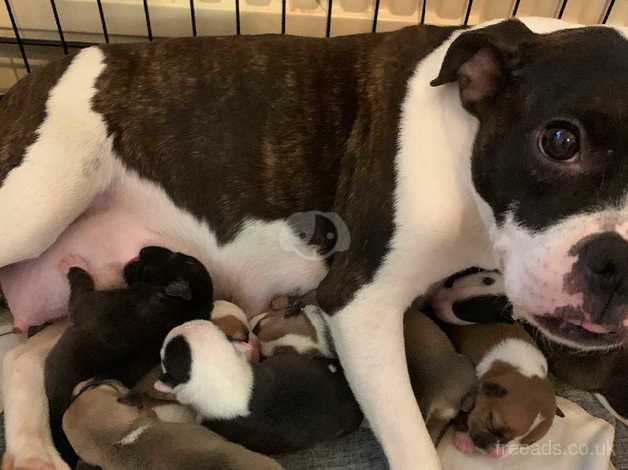 Staffie Puppies for sale in Lancashire