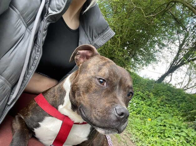 Black staffy puppy for sale in Leyland, Lancashire - Image 4