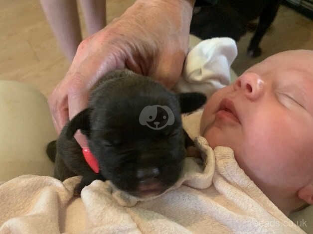 Black staffy puppy for sale in Leyland, Lancashire - Image 5