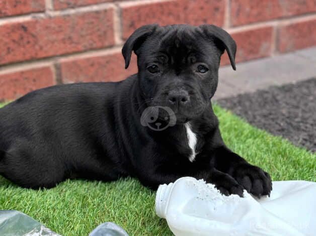 Black to blue Staffy pups for sale in Carlisle, Cumbria