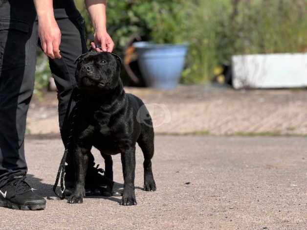 Black to blue Staffy pups for sale in Carlisle, Cumbria - Image 4