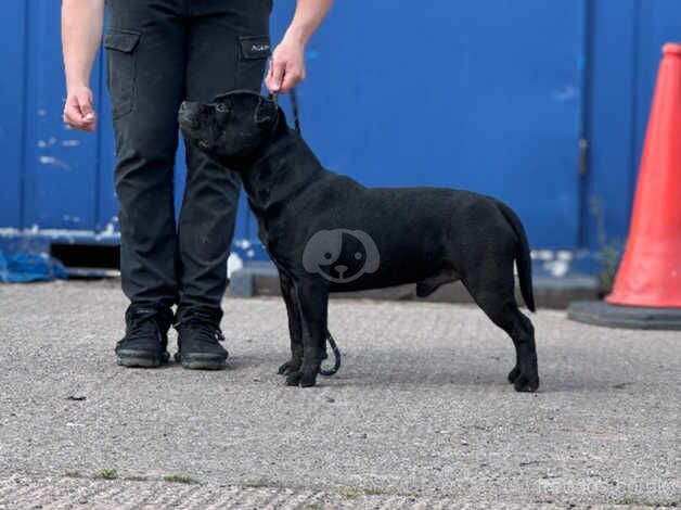 Black to blue Staffy pups for sale in Carlisle, Cumbria - Image 5