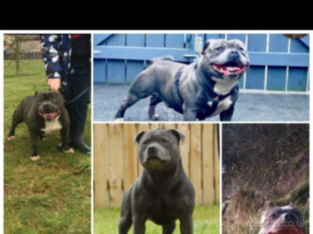 Blue an white staffys for sale in Belfast