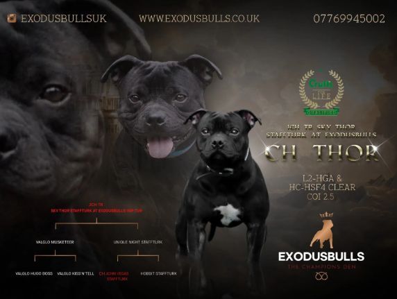 Blue and Black KC Champion Pedigree Puppies for sale in Stansted Mountfitchet, Essex - Image 3