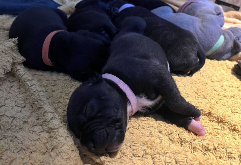 Blue and Black KC Champion Pedigree Puppies for sale in Stansted Mountfitchet, Essex - Image 5