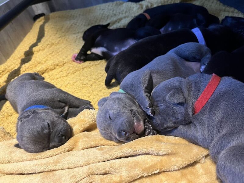 Blue and Black KC Champion Pedigree Puppies for sale in Stansted Mountfitchet, Essex - Image 7