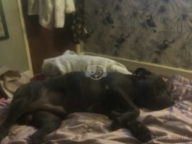 Staffie Puppies for sale