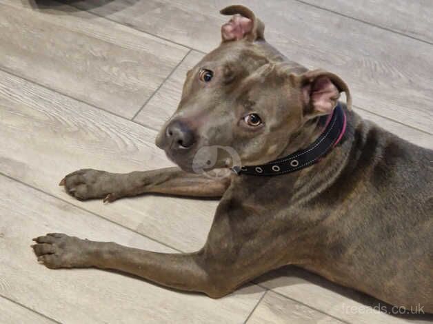 Blue brindle girl 3 years old for sale in Dudley, Tyne and Wear