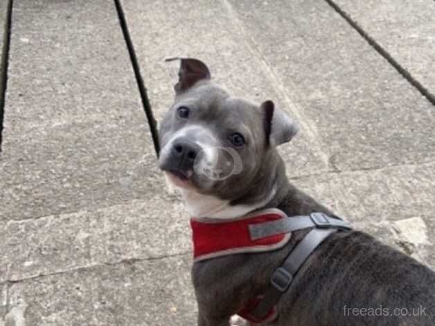 Blue/brindle girl for sale in Pentwyn, Caerphilly - Image 1