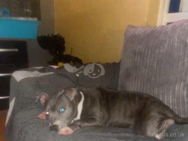 Blue/brindle girl for sale in Pentwyn, Caerphilly - Image 4