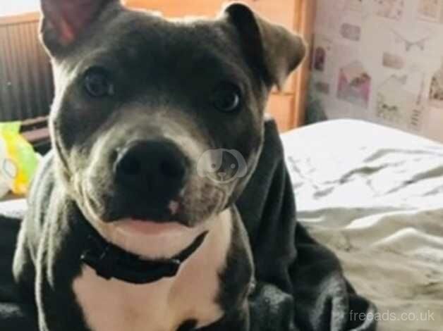 Blue/brindle girl for sale in Cardiff/Caerdydd, Cardiff - Image 1