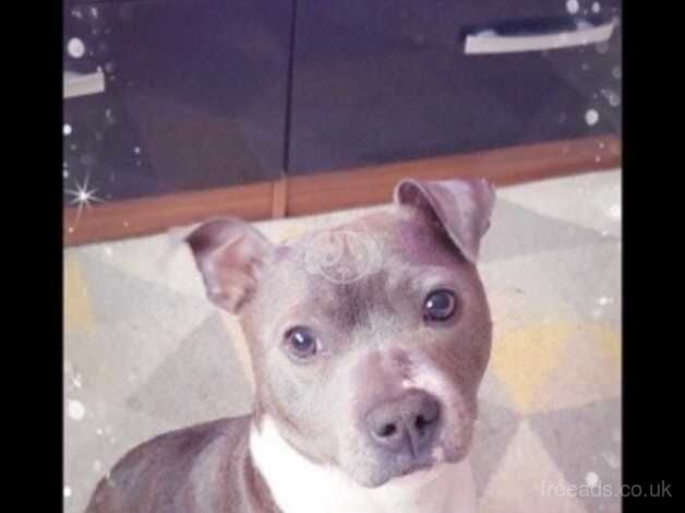 Blue/brindle girl for sale in Cardiff/Caerdydd, Cardiff - Image 2