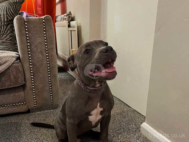 Blue female Staffordshire bull terrier for sale in Morpeth, Northumberland