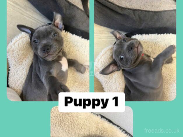 BLUE FULL PEDIGREE TWO FEMALE STAFFORDSHIRE BULL TERRIERS FOR SALE in Swansea