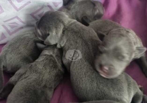 Staffie Puppies for sale in West Yorkshire