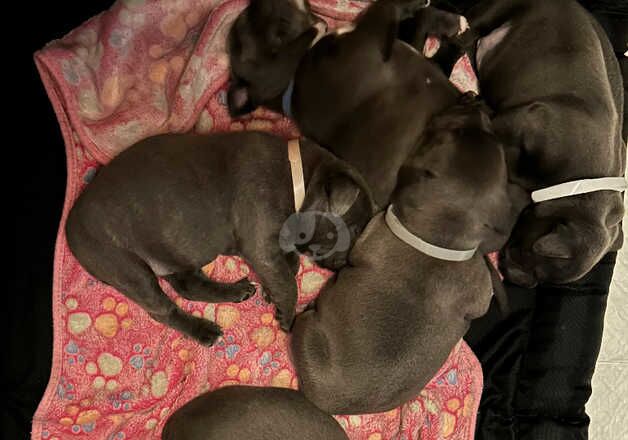 Staffie Puppies for sale