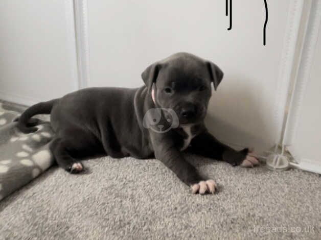 Staffie Puppies for sale in South Yorkshire