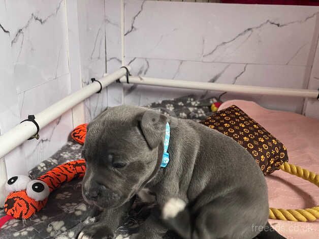 Blue male staffy for sale in Sheffield, South Yorkshire - Image 5