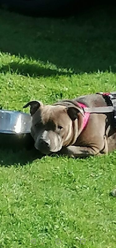 Blue staffy Puppies for sale in Kingston upon Hull, East Riding of Yorkshire