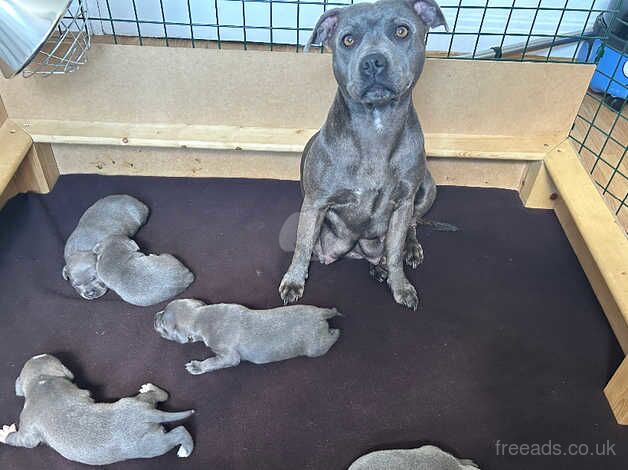 Blue pure breed Staffordshire puppies for sale in Swanscombe, Kent