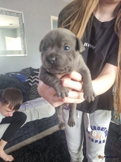 Blue reg staffordshire bull terriers for sale in Denhead of Gray, Dundee City - Image 1