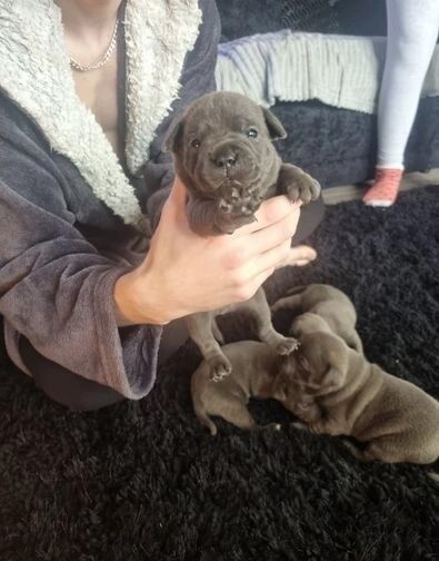 Blue reg staffordshire bull terriers for sale in Denhead of Gray, Dundee City - Image 2