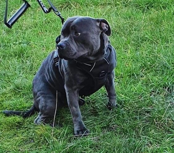 Blue reg staffordshire bull terriers for sale in Denhead of Gray, Dundee City - Image 3