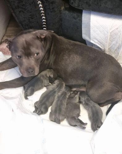 Blue reg staffordshire bull terriers for sale in Denhead of Gray, Dundee City - Image 4