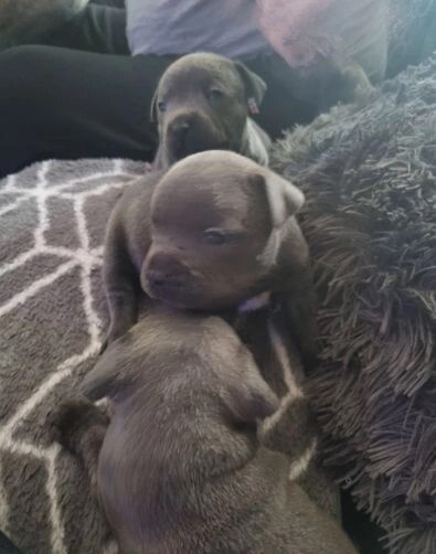 Blue reg staffordshire bull terriers for sale in Denhead of Gray, Dundee City - Image 5