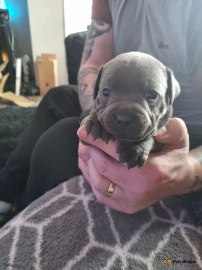 Blue reg staffordshire bull terriers for sale in Denhead of Gray, Dundee City - Image 6