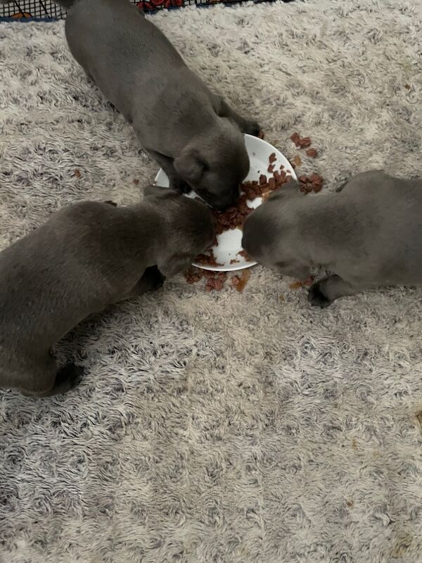 Staffie Puppies for sale