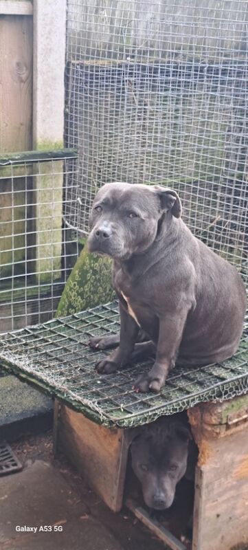 Staffie Puppies for sale