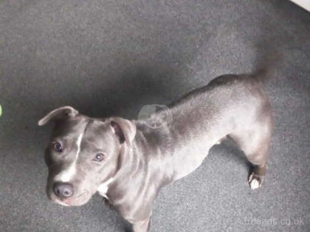 Blue Staff Female for sale in Maesteg, Bridgend - Image 1