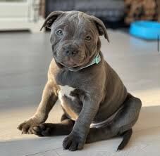 Blue Staff Male Puppy for sale in Basingstoke, Hampshire