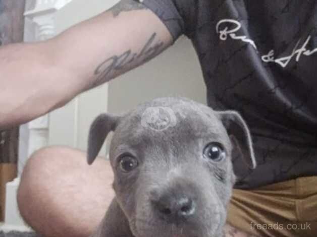 Blue staff puppies for sale in Abertillery/Abertyleri, Blaenau Gwent